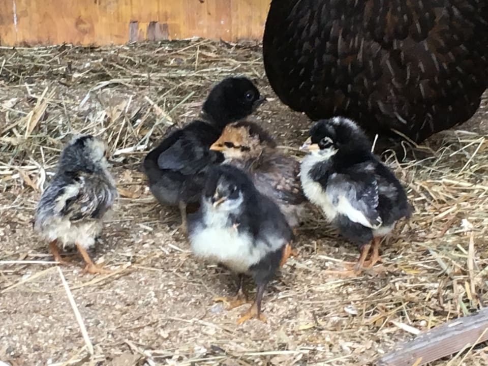 Sonstiges Pension Grubenhof