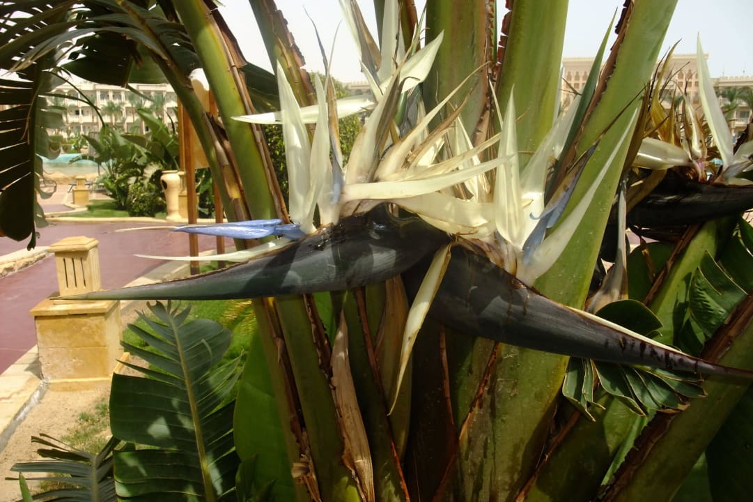 Garten Pickalbatros Palace Resort