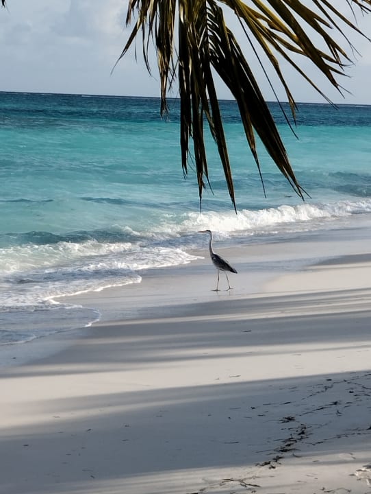 Strand Meeru Maldives Resort Island