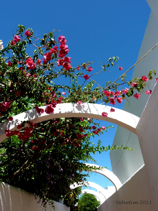 Gartenanlage Oasis Verde Ferienhäuser