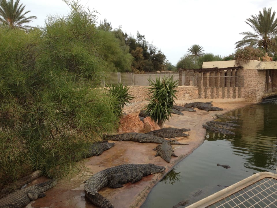 Ausflug Krokodilfarm TUI MAGIC LIFE Penelope Beach