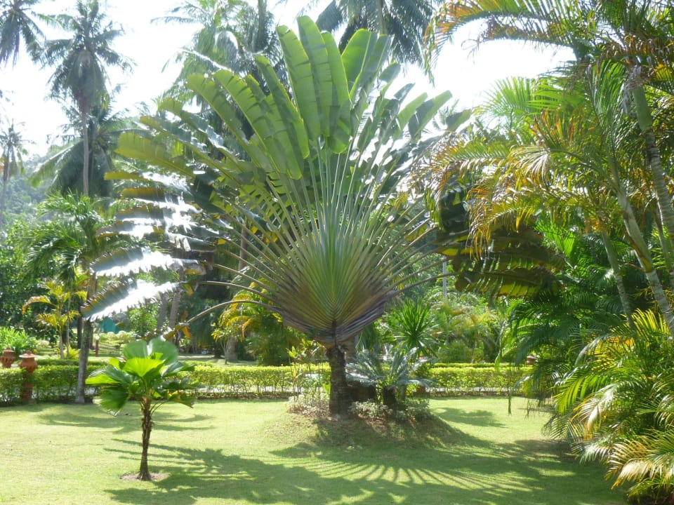 Gepflegte Gartenanlage Long Bay Resort Koh Phangan