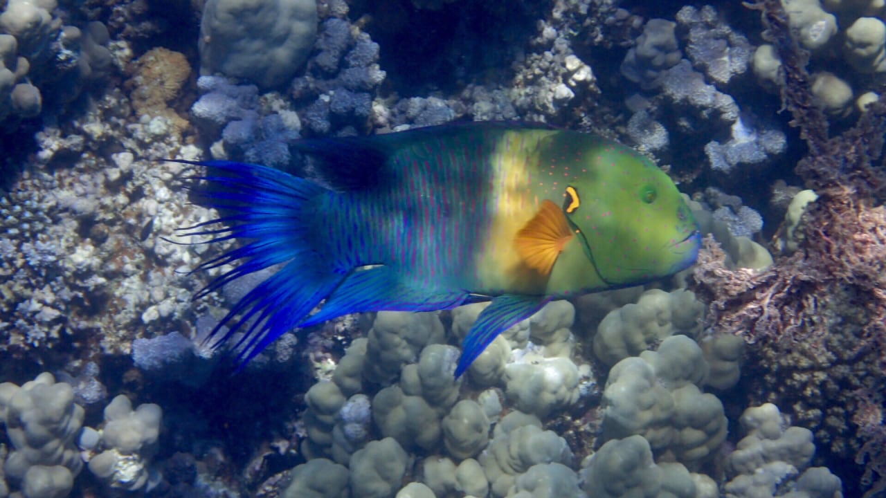 Strand Makadi Spa - Adults only