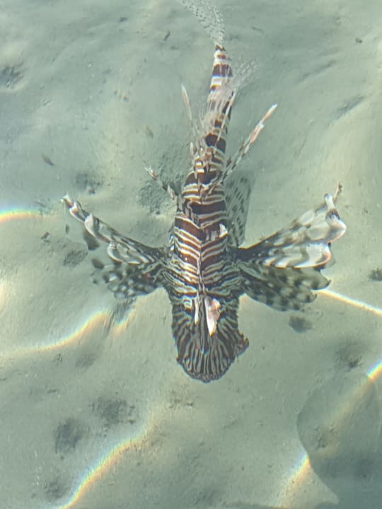 Sport & Freizeit Steigenberger Coraya Beach - Adults only