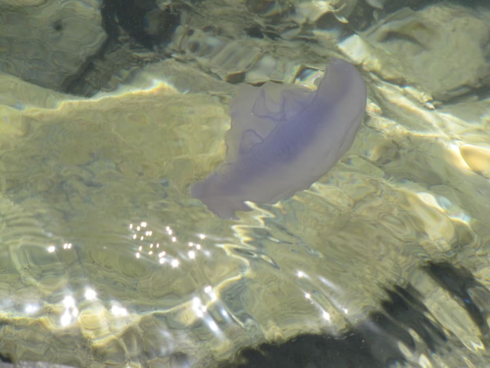 Trotz Netzen Quallen in der Lagune Desert Rose