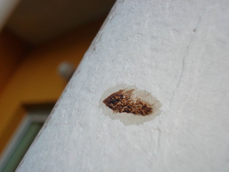 Eier bzw. Larven eines Tieres, EKkelhaft Melia Las Antillas - Adults only