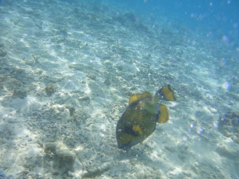 Des poissons pas toujours sympas! Veligandu Maldives Resort Island