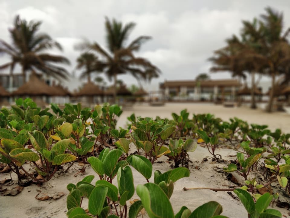 Außenansicht TUI BLUE Tamala