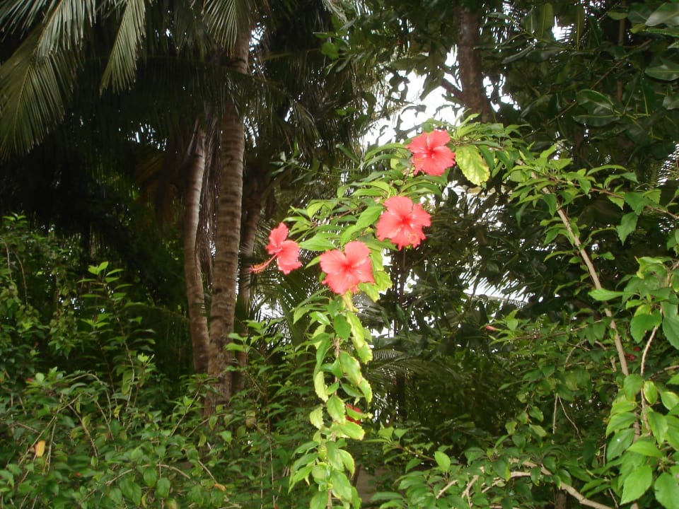 Blume Kuramathi Maldives