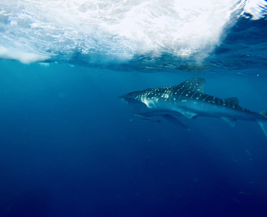 Strand Mövenpick Resort El Quseir