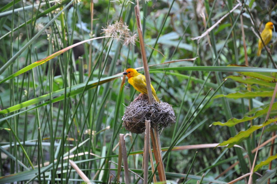 Garten Hotel Southern Palms Beach Resort
