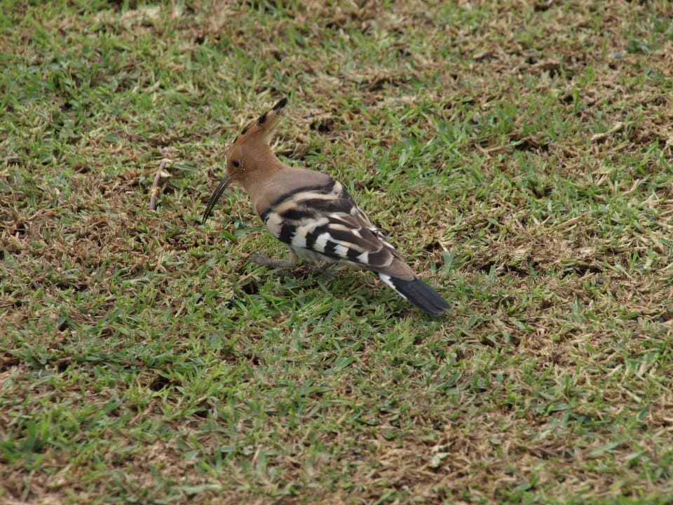 Gartenanlage Hotel Riu Oliva Beach - Hotel