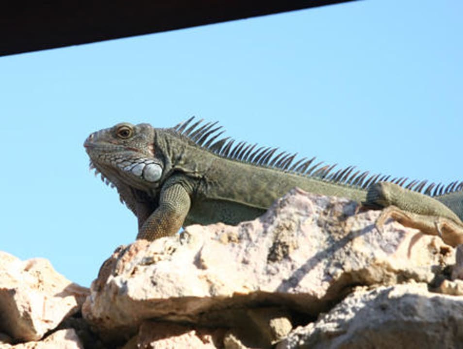 Divi - Leguan Divi Aruba All Inclusive