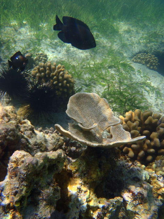 Viele bunte Fische Hotel Papillon Lagoon Reef