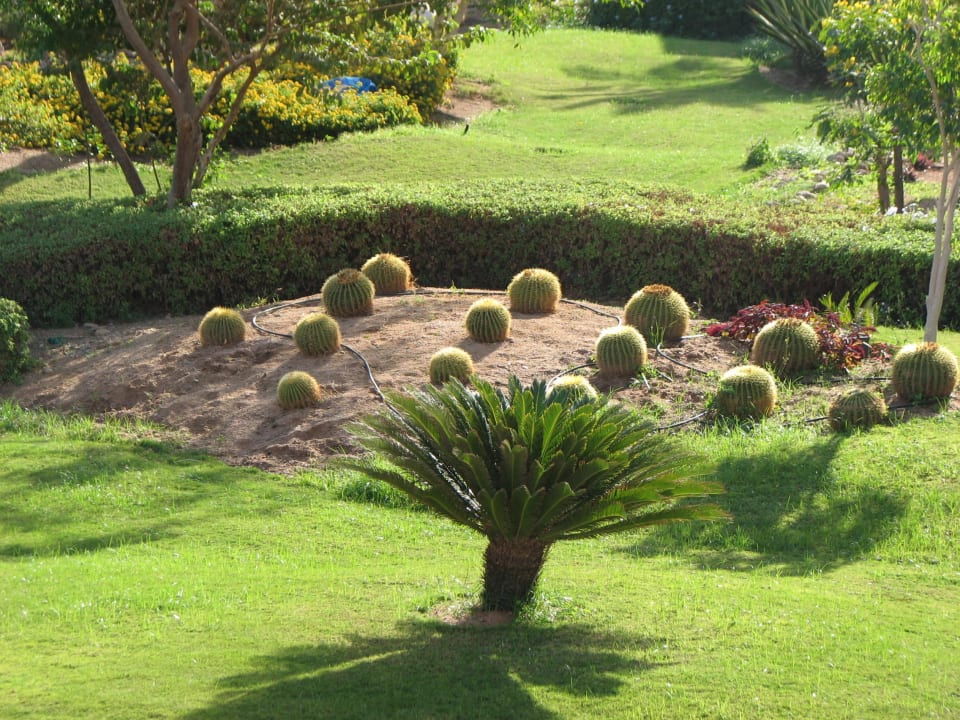 Kaktusy Parrotel Beach Resort