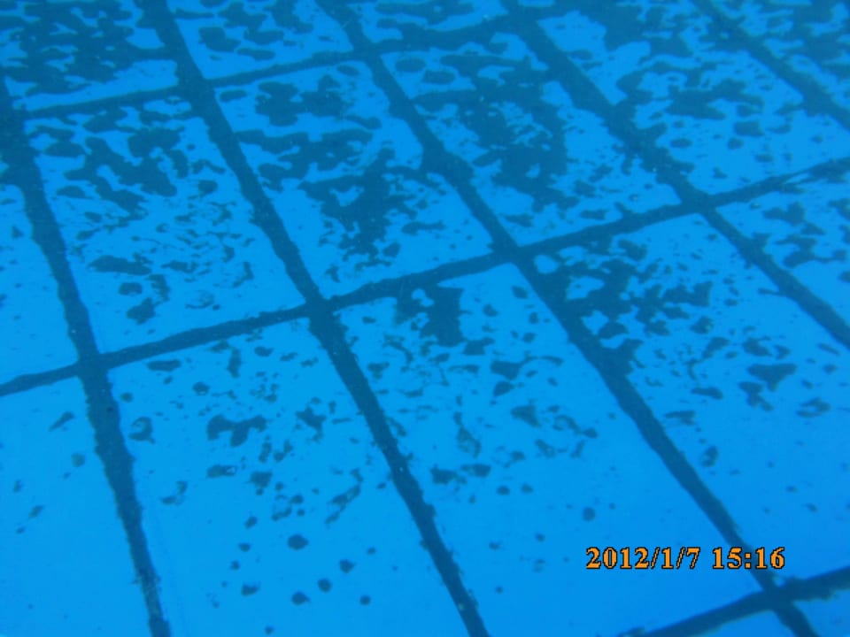 Verdreckter Pool Desert Rose