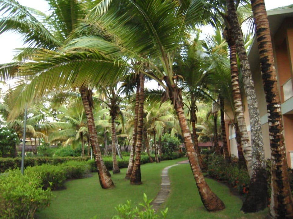 Palmen Hotel Grand Palladium Palace Resort, Spa & Casino