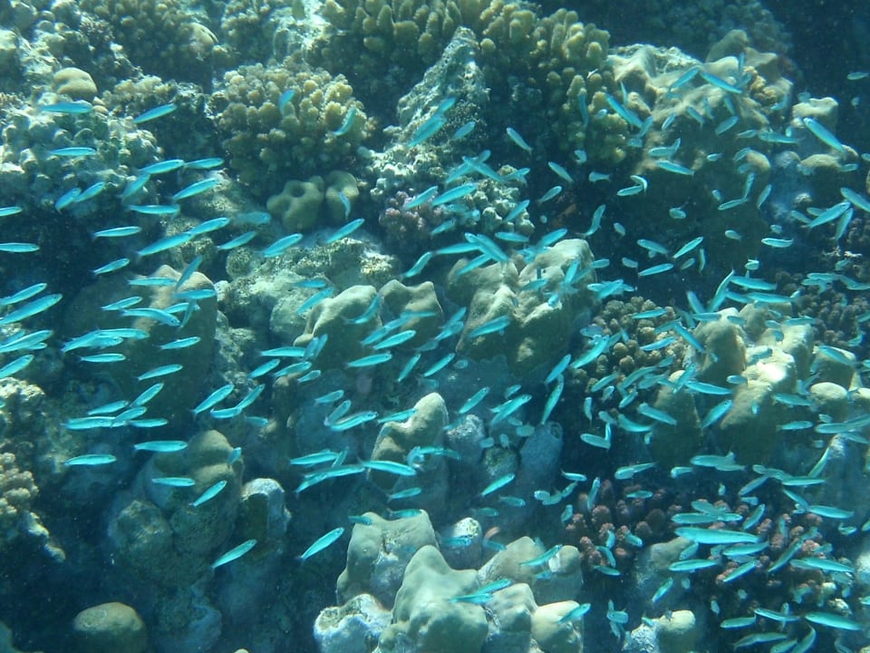 Hausriff keine Nachwuchssorgen Mövenpick Resort El Quseir