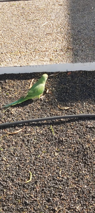 Gartenanlage Hotel Hyde Park Lane