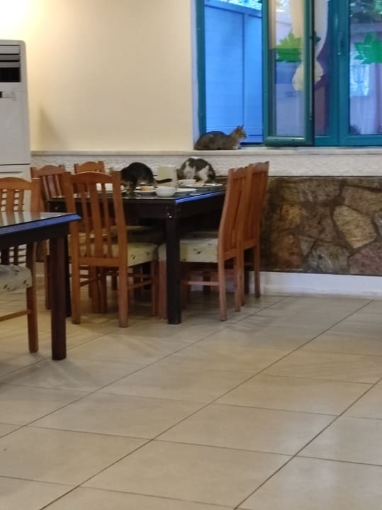 Gastro Cinar Family Suite Hotel