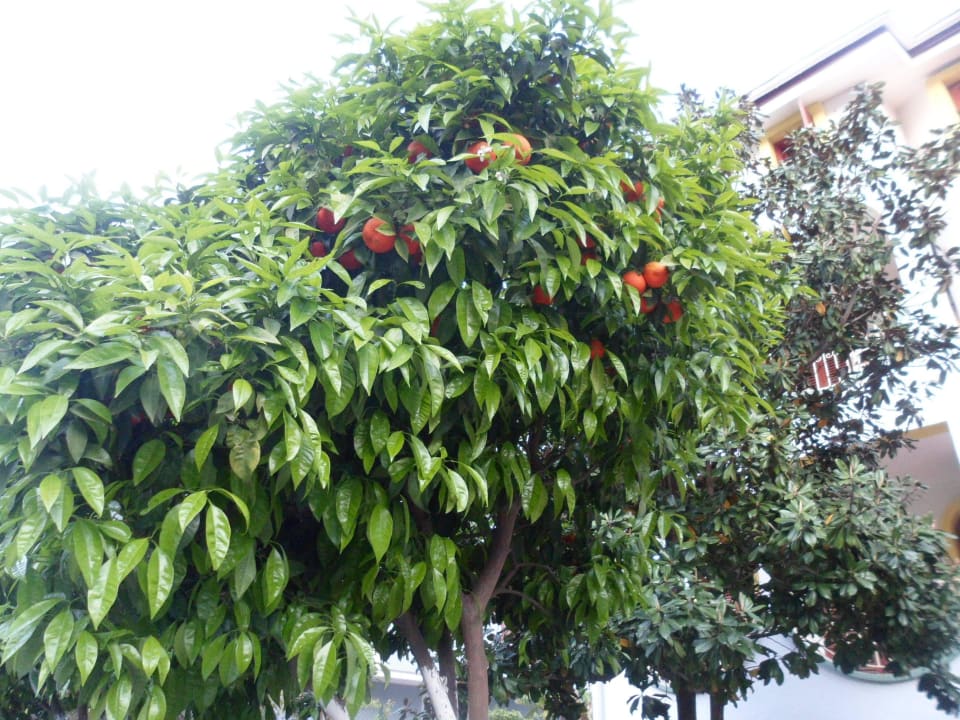 Апрельские апельсины Hotel Benna