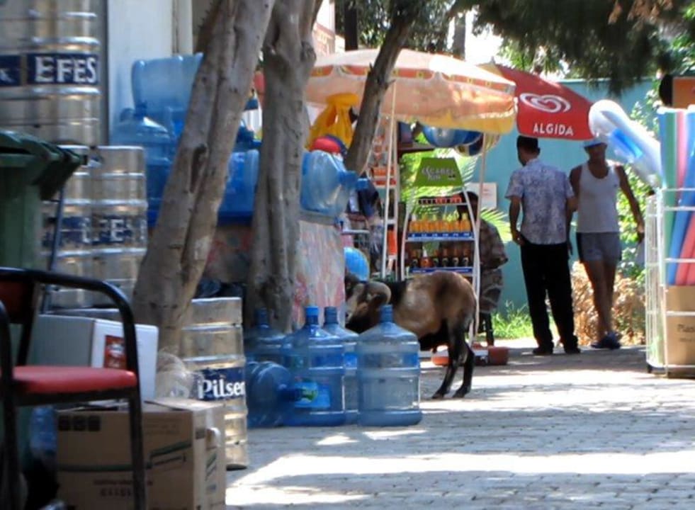 Mini zoo Senza Grand Santana Hotel