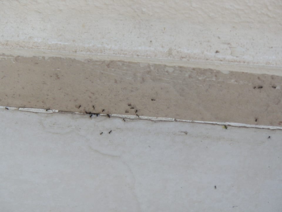 Balkon Ameisen Riva Bodrum Resort