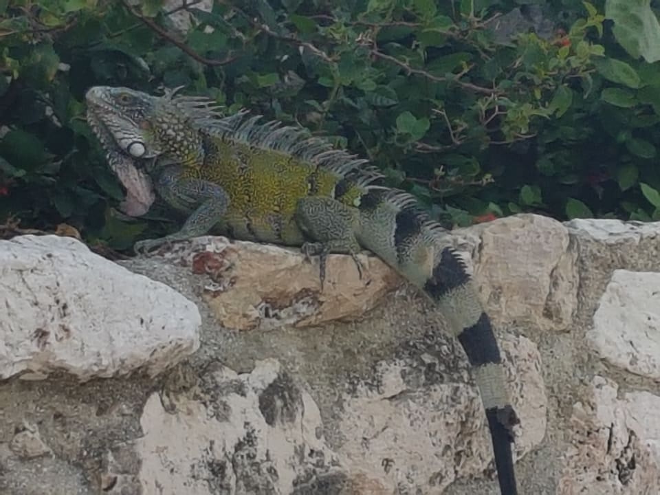 Gartenanlage Dreams Curacao Resort, Spa & Casino