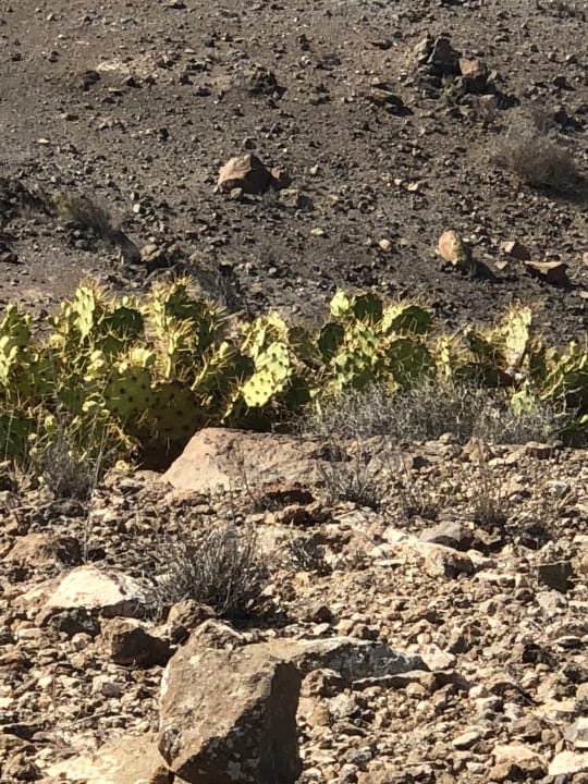 Gartenanlage Salobre Hotel Resort & Serenity