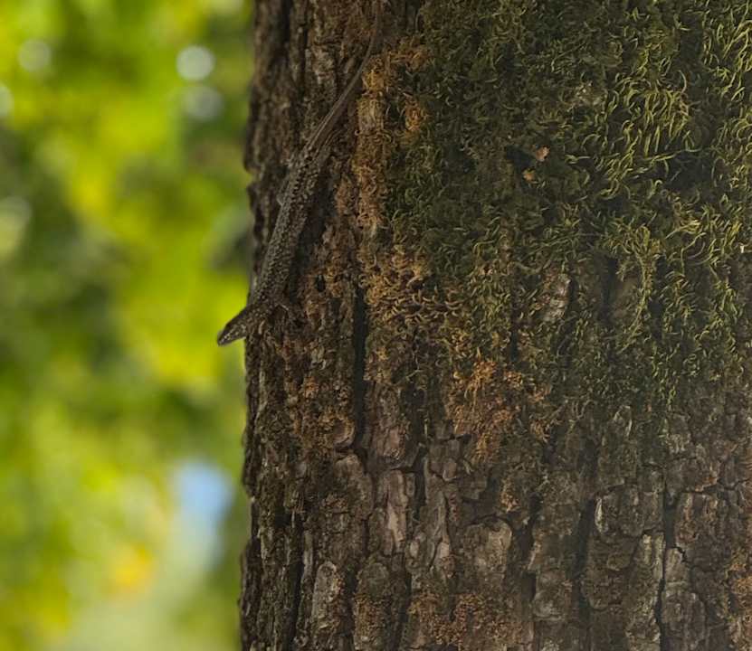 Gartenanlage Parc Hotel Du Lac