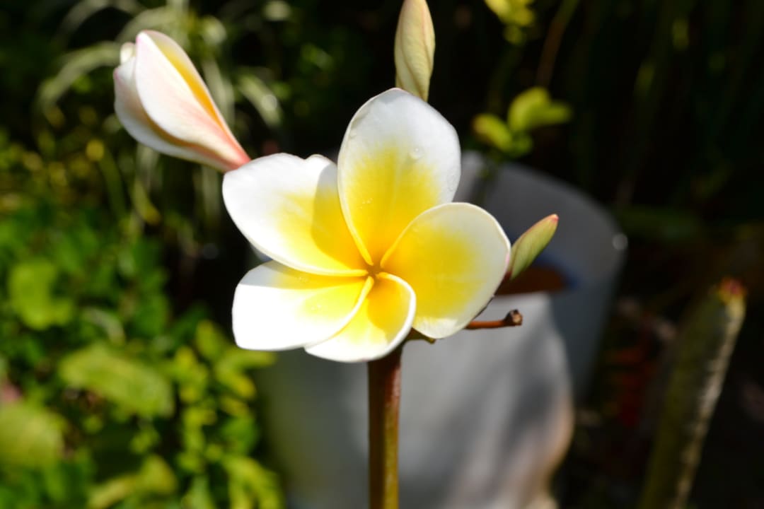 Flower NH Collection Maldives Reethi Resort