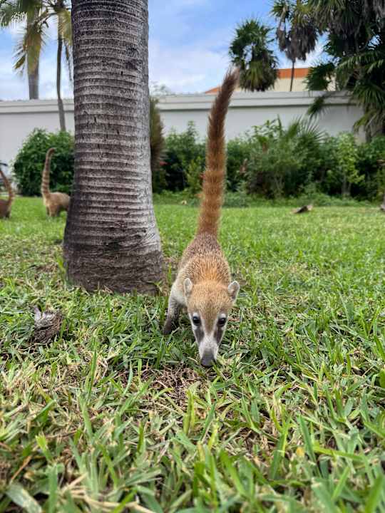 Gartenanlage Bahia Principe Grand Tulum