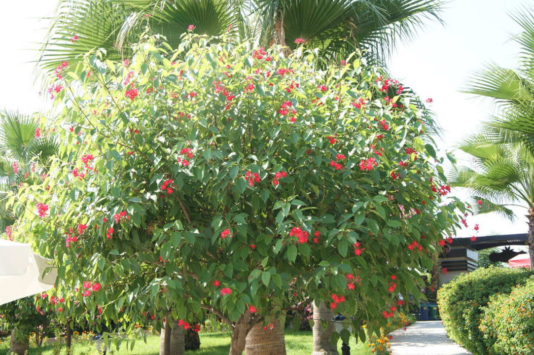 Baum Aydinbey Kings Palace & Spa