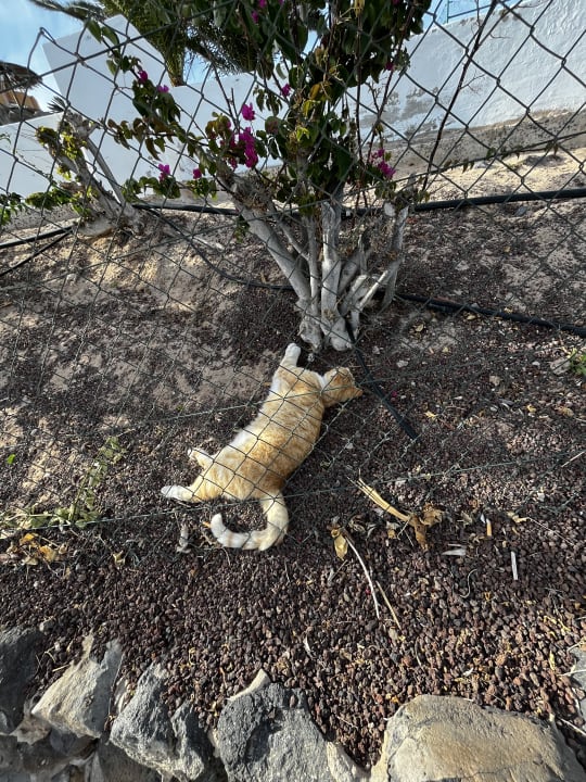 Außenansicht SBH Club Paraiso Playa