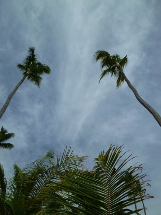 Palmen am Strand Occidental Punta Cana