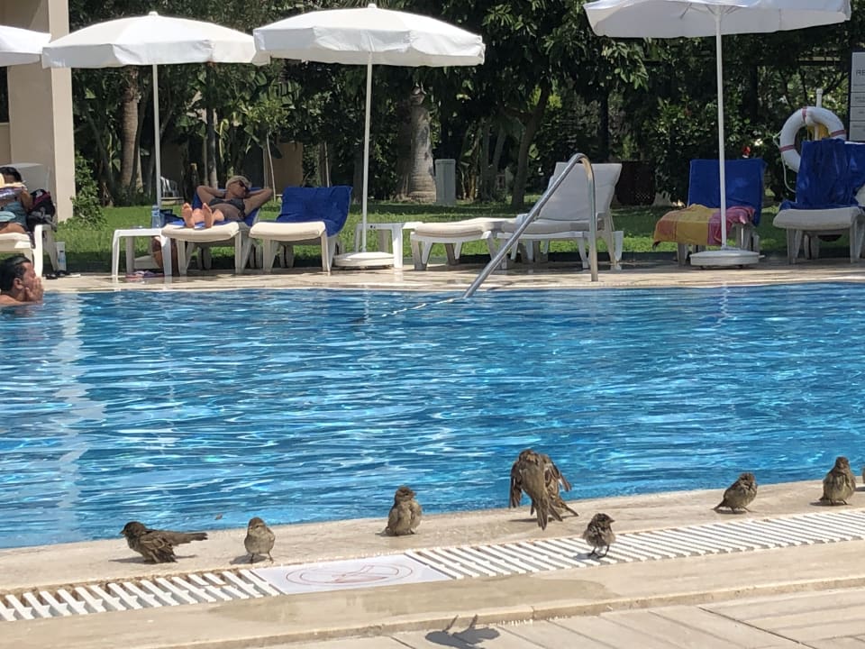 Pool Labranda Alantur Resort