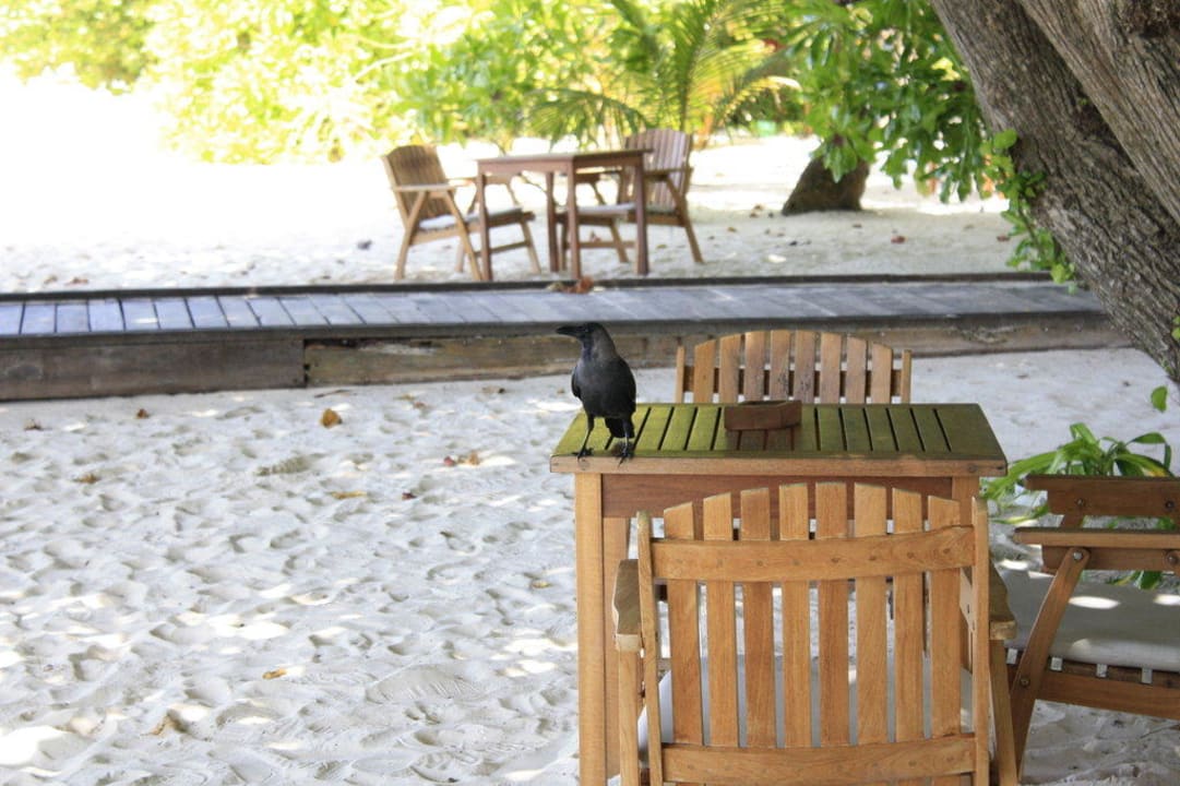 Raben in der Dhoni Bar Kuramathi Maldives