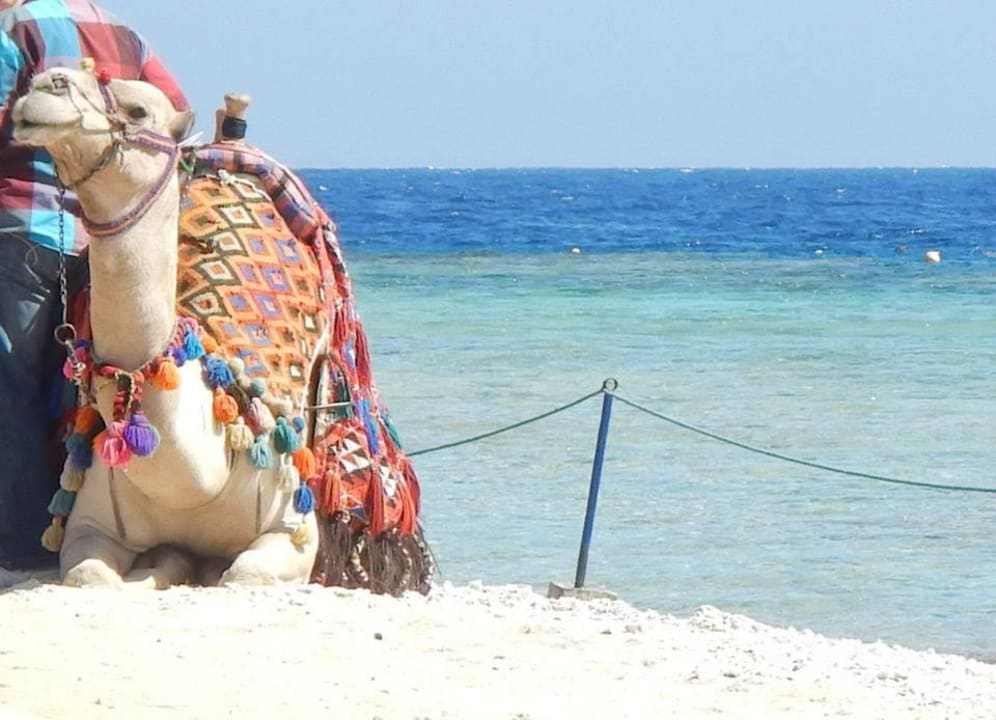 Kamel Rico Steigenberger Coraya Beach - Adults only