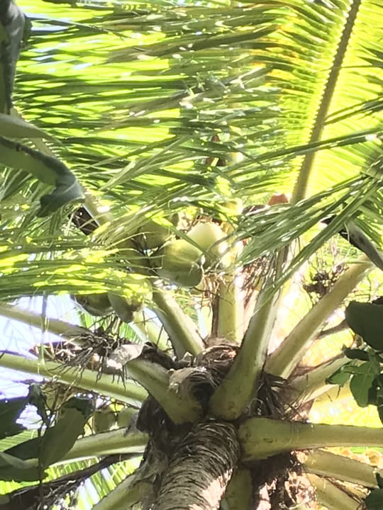 Sonstiges Kuredu Island Resort & Spa