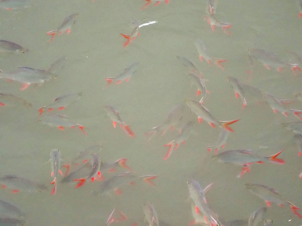 Fische gibts auch, kann man sogar füttern The Float House River Kwai