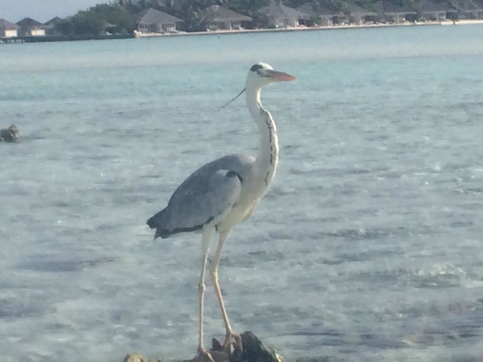 Chaaya Island Dhonveli Resort & Spa Cinnamon Dhonveli Maldives