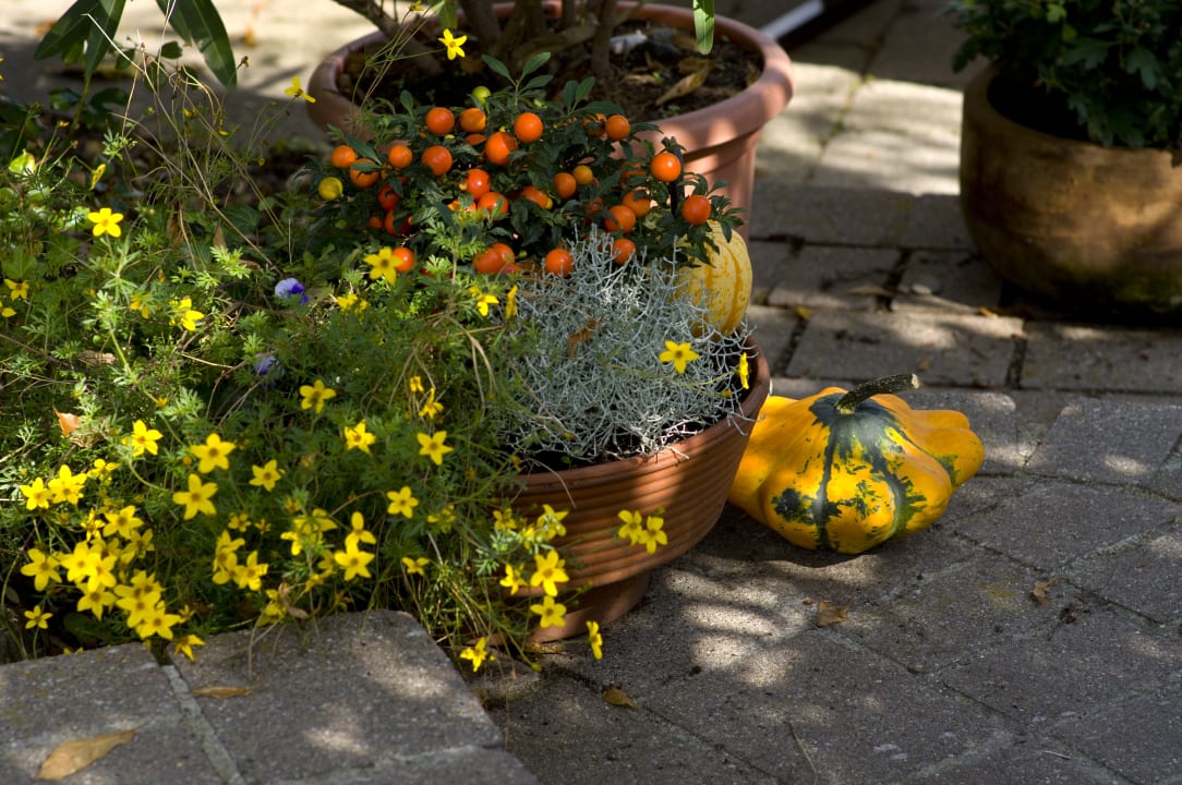 Gartenanlage Hotel & Restaurant Adler - BIO-zertifiziert