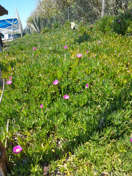 Gartenanlage Seaden Sea World Resort & Spa