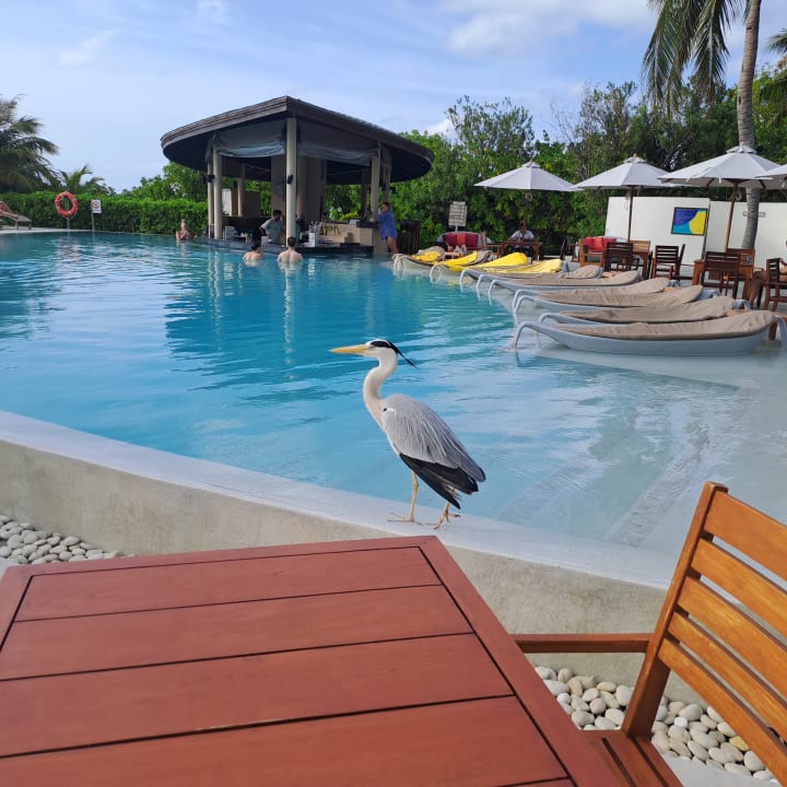 Pool Centara Ras Fushi Resort & Spa Maldives