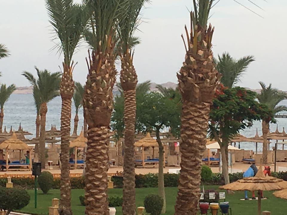 Strand Pickalbatros Palace Resort