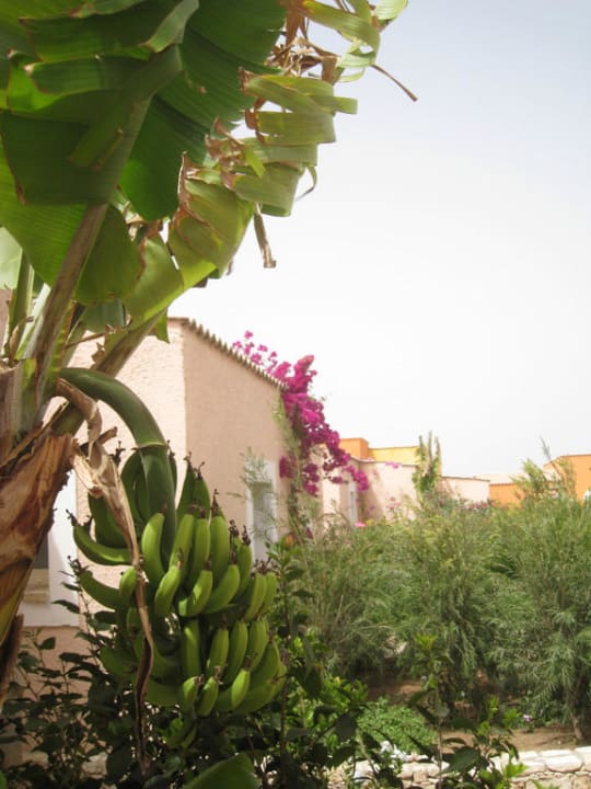 Südfrüchte VOI Praia De Chaves Resort