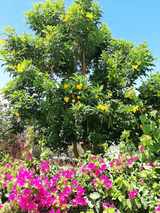 Gartenanlage Cleopatra Luxury Resort Makadi Bay