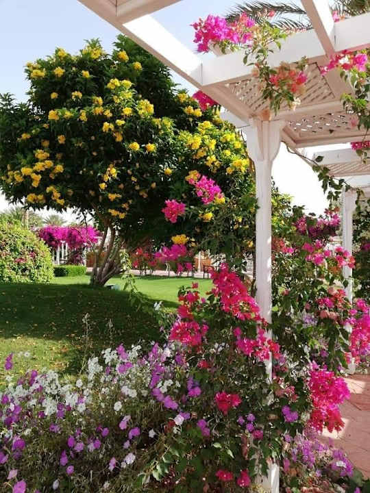 Gartenanlage Desert Rose