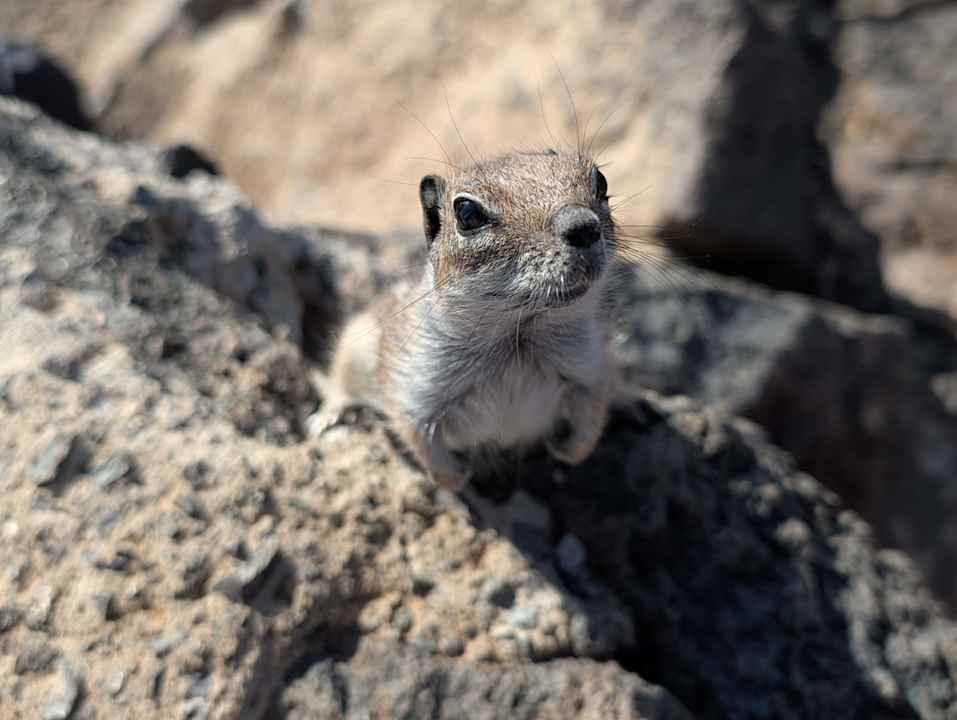 Sonstiges allsun App.-Hotel Esquinzo Beach