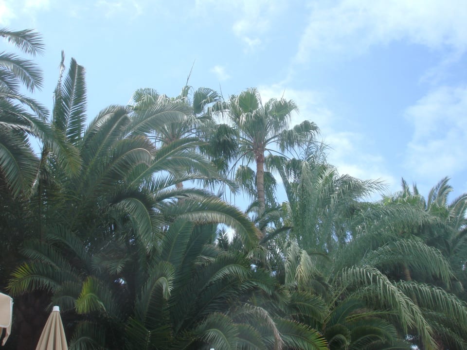 Tropisch, viele verschiedene Palmen Hotel Parque Tropical